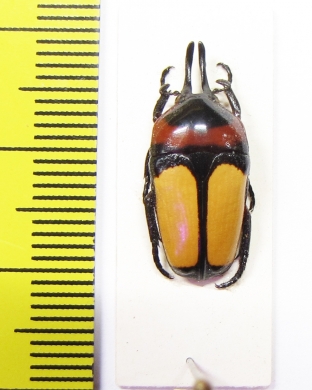 Dicheros bicornis malayanus  Malaysia - INSECTS-STORE.RU