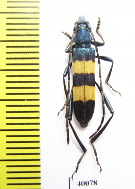 Polyzonus fasciatus  Russia, Far East - INSECTS-STORE.RU