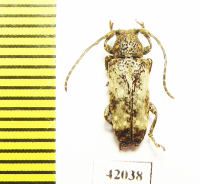 Cerambycidae sp.  South Africa Rep. - INSECTS-STORE.RU