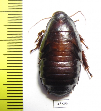 Blattodea sp.  China, Shaanxi  - INSECTS-STORE.RU