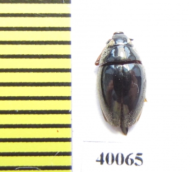 Gyrinidae sp.  Philippines - INSECTS-STORE.RU