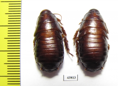 Blattodea sp.  China, Shaanxi  - INSECTS-STORE.RU