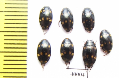 Dytiscidae sp.  Philippines - INSECTS-STORE.RU