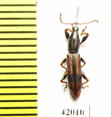 Brentidae sp.  South Africa Rep. - INSECTS-STORE.RU