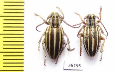 Dorcadion hellmanni  Turkey, Van prov. - INSECTS-STORE.RU