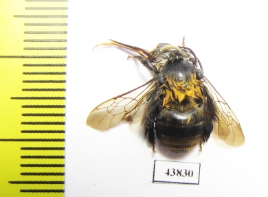 Hymenoptera sp.  Colombia - INSECTS-STORE.RU