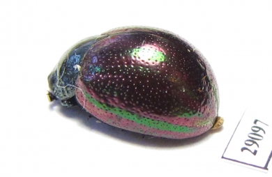 Chrysomelidae sp.  Tanzania - INSECTS-STORE.RU