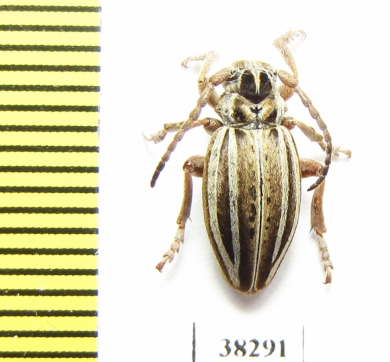 Dorcadion hellmanni  Turkey, Van prov. - INSECTS-STORE.RU