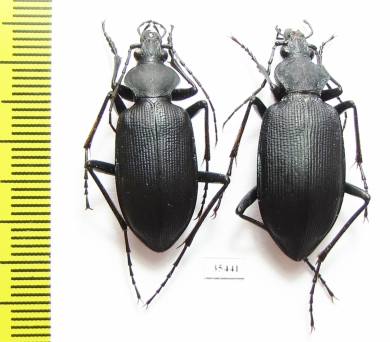 Calosoma angulatum, pair  Mexico - INSECTS-STORE.RU