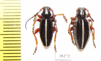 Dorcadion sp., pair  Turkey, Mus prov. - INSECTS-STORE.RU