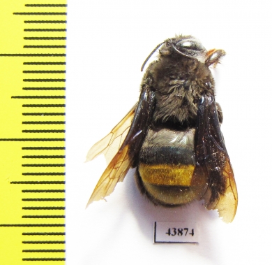 Hymenoptera sp.  Colombia - INSECTS-STORE.RU