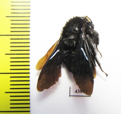 Hymenoptera sp.  Colombia - INSECTS-STORE.RU