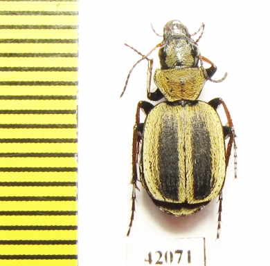 Graphipterus sp.  South Africa Rep. - INSECTS-STORE.RU