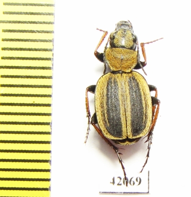 Graphipterus sp.  South Africa Rep. - INSECTS-STORE.RU