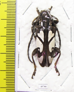 Calothyrza margaritifera  Thailand - INSECTS-STORE.RU