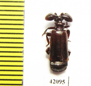 Paussinae sp.  South Africa Rep. - INSECTS-STORE.RU