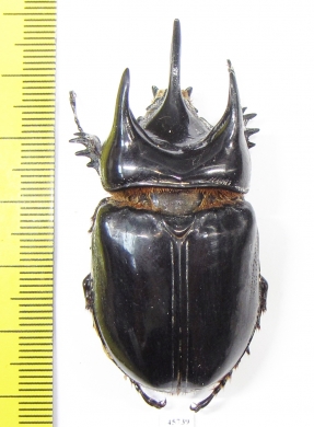 Strategus longichomperus  Mexico 55mm - INSECTS-STORE.RU