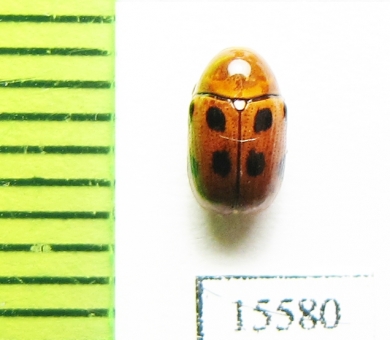 Chrysomelidae sp.  Laos - INSECTS-STORE.RU