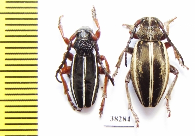 Dorcadion scabricolle ssp., pair  Turkey, Mus prov. - INSECTS-STORE.RU