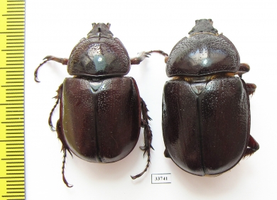Haploscapanes barbarossa, pair  Australia - INSECTS-STORE.RU