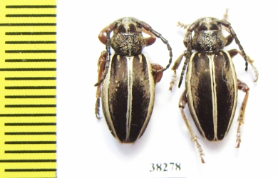 Dorcadion scabricolle ssp.  Turkey, Mus prov. - INSECTS-STORE.RU