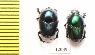 Oniticellus sp.? pair  South Africa Rep. - INSECTS-STORE.RU