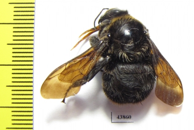 Hymenoptera sp.  Colombia - INSECTS-STORE.RU