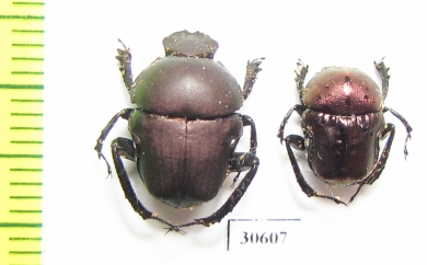 Gymnopleurus sp.  Zambia - INSECTS-STORE.RU