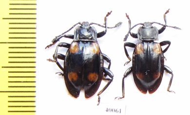 Endomychidae sp.  Philippines - INSECTS-STORE.RU