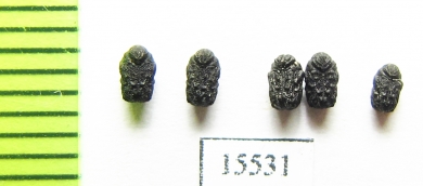 Chrysomelidae sp.  Laos - INSECTS-STORE.RU