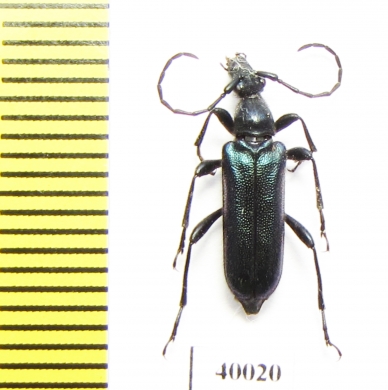 Anoplodera cyanea  Russia, Far East - INSECTS-STORE.RU