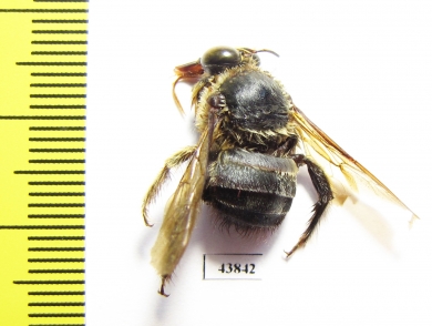 Hymenoptera sp.  India, Meghalaya - INSECTS-STORE.RU