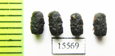 Chrysomelidae sp.  Laos - INSECTS-STORE.RU