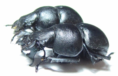 Lethrus kiritshenkoi, pair  Tajikistan - INSECTS-STORE.RU