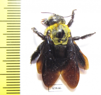 Hymenoptera, Xylocopa sp.  India, Meghalaya - INSECTS-STORE.RU