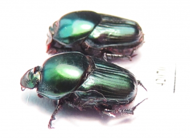 Oniticellus sp.? pair  South Africa Rep. - INSECTS-STORE.RU