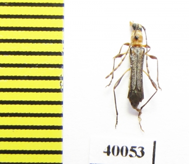 Cerambycidae sp.  Peru - INSECTS-STORE.RU