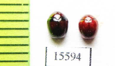 Chrysomelidae sp.  Laos - INSECTS-STORE.RU