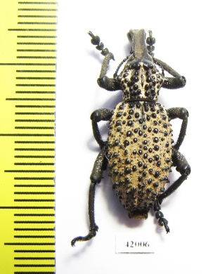 Curculionidae sp.  South Africa Rep. - INSECTS-STORE.RU