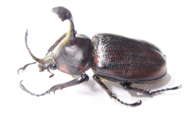 Golofa pizarro  Mexico 45mm - INSECTS-STORE.RU