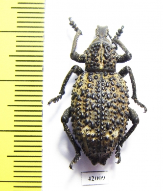 Curculionidae sp.  South Africa Rep. - INSECTS-STORE.RU