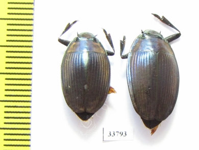 Enhydrus sulcatus, pair  Brasilia - INSECTS-STORE.RU