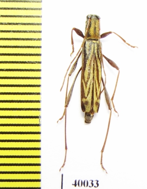 Hayashiclytus acutivittis  Russia, Far East - INSECTS-STORE.RU