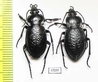 Carabus (Semnocarabus) erosus corax, pair  Kazakhstan - INSECTS-STORE.RU