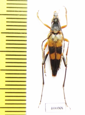 Nakanea vicaria  Russia, Far East - INSECTS-STORE.RU