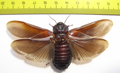 Blattodea sp.  South Africa Rep. - INSECTS-STORE.RU