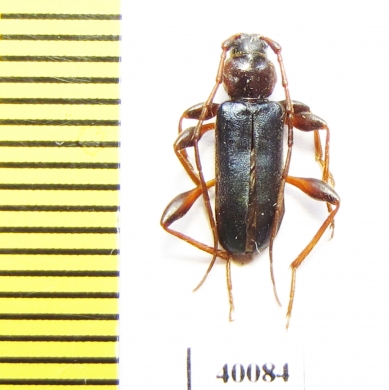 Phymatodes testaceus  Russia, Far East - INSECTS-STORE.RU