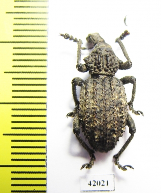 Curculionidae sp.  South Africa Rep. - INSECTS-STORE.RU