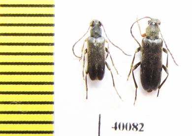 Alosterna diversipes  Russia, Far East - INSECTS-STORE.RU