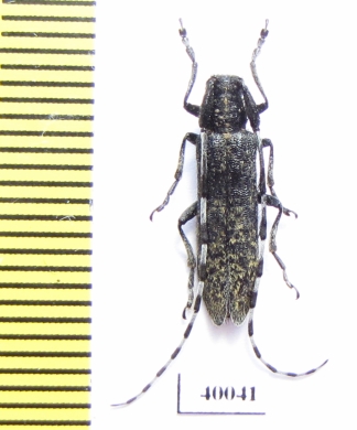 Agapanthia daurica  Russia, Far East - INSECTS-STORE.RU